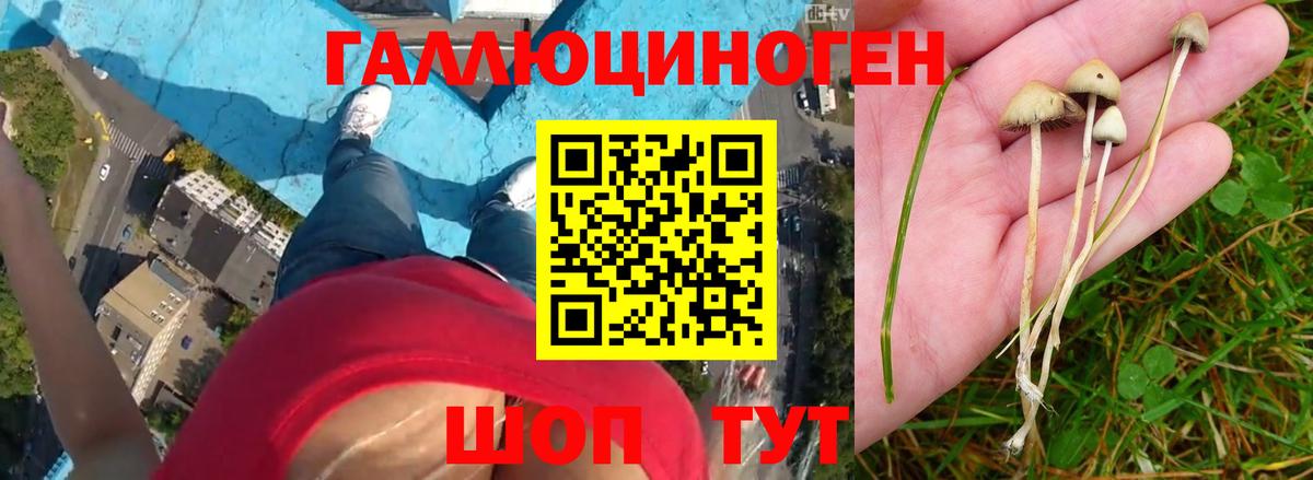 Галлюциногенные грибы Psilocybe  Псилоцибиновые грибы Cubensis  Ижевск  Вход с VPN 
